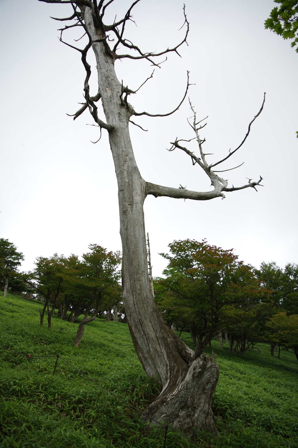 立ち枯れのトウヒ