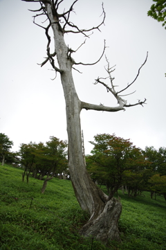 立ち枯れのトウヒ