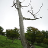 立ち枯れのトウヒ