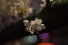 IMGP0050