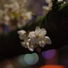 IMGP0050