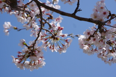 花見散歩