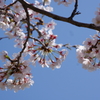 花見散歩