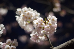 夜桜