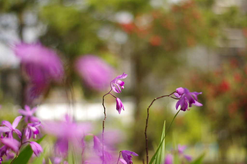 菖蒲