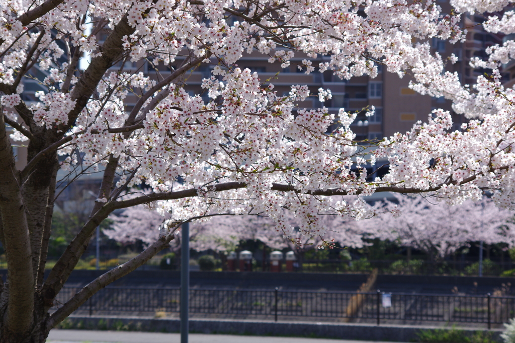 今年の桜も終盤