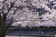 今年の桜も終盤