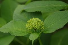 5月