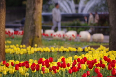 日比谷公園：チューリップ