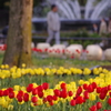 日比谷公園：チューリップ