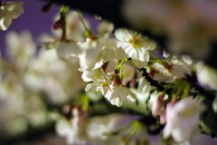 2019夜桜