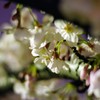 2019夜桜
