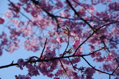日比谷公園