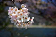 精進湖湖畔の桜