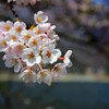 精進湖湖畔の桜