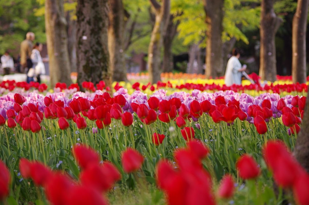 日比谷公園：チューリップ