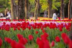 日比谷公園：チューリップ