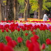 日比谷公園：チューリップ