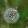春 近所の公園で