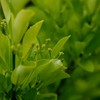 春 近所の公園で
