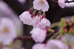 生憎の雨