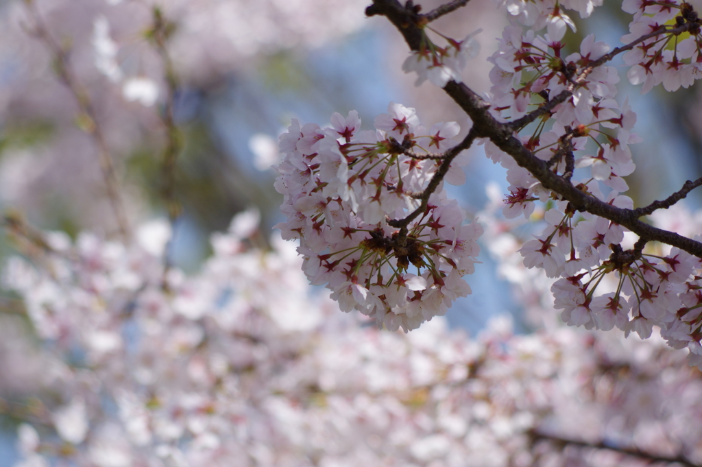 花見散歩