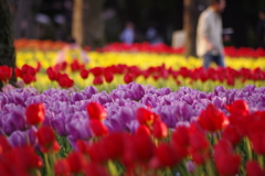 日比谷公園のチューリップ