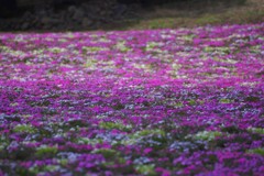 富士芝桜まつり