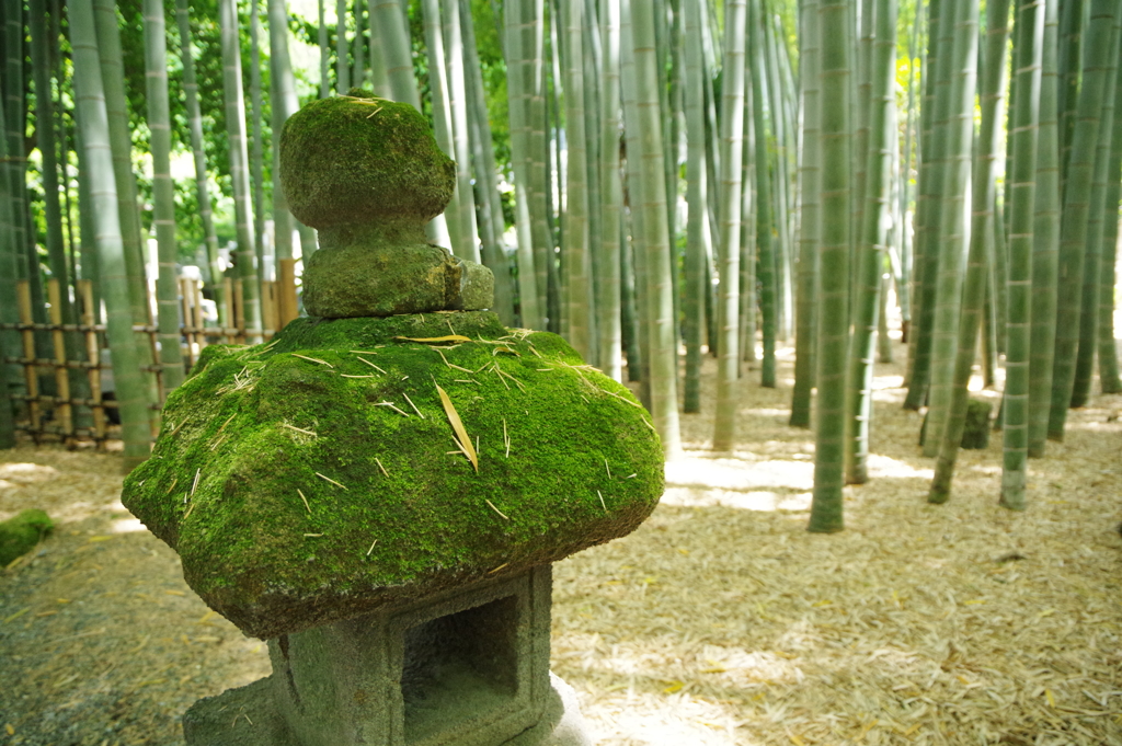 鎌倉 報国寺