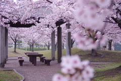 生憎の雨