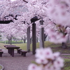 生憎の雨