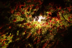 街灯に照らされる花