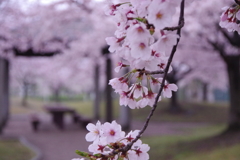 生憎の雨