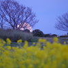 日暮れ時の公園
