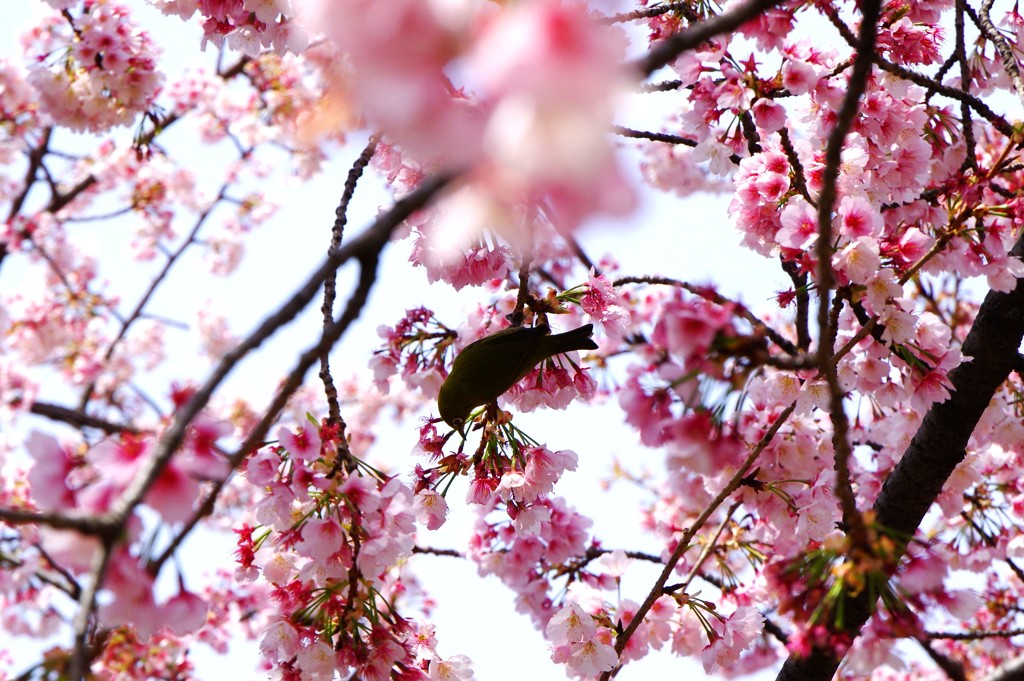 日比谷公園の桜とメジロ
