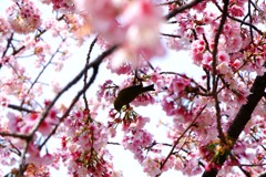 日比谷公園の桜とメジロ