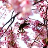 日比谷公園の桜とメジロ