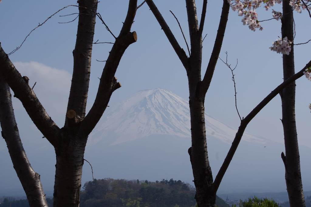 大石公園からのさくらと富士山
