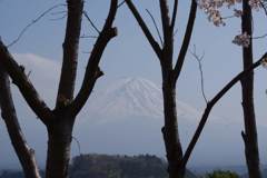 大石公園からのさくらと富士山