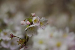 2019夜桜
