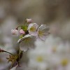 2019夜桜