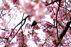 日比谷公園の桜とメジロ