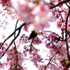 日比谷公園の桜とメジロ