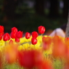 日比谷公園：チューリップ
