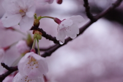 生憎の雨