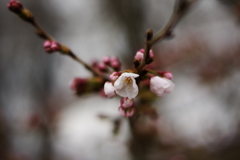 咲き始めの桜