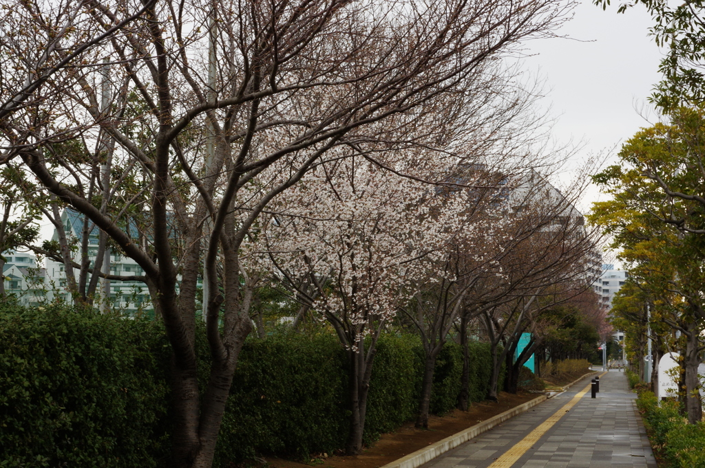 咲き始めの桜