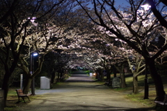 さくら道