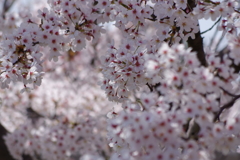 花見散歩
