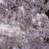 花見散歩